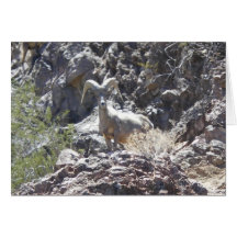 "Big Horn Sheep" Willow Beach, NV - Scenic Card
