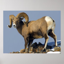 Big Horn Sheep Yellowstone National Park Posters