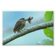 Big Meal for a Small Bird Photo Art