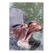 Big Mouth Hippo Business Card Templates