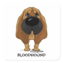 Big Nose Bloodhound