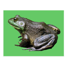 Big Old Bullfrog Animal Postcard