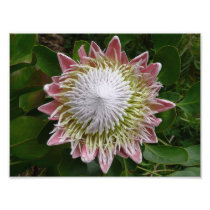 Big Pink and White Flower Photo Print