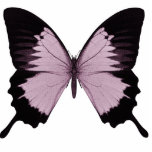 Big Pink & Black Butterfly - Personalize Photo Cut Out