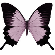 Big Pink & Black Butterfly - Personalize
