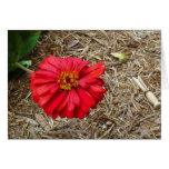 Big Red Flower Card