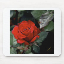 Big Red Rose Mousepads