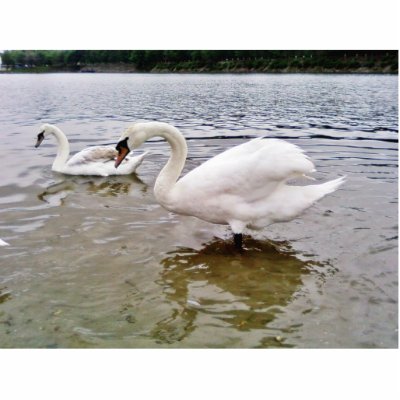 Big Swan Acrylic Cut Outs by lifesphere