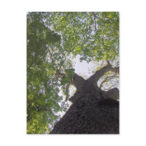 Big Tree Postcard