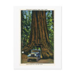 Big Tree Wawona, Mariposa Grove, CA Post Card