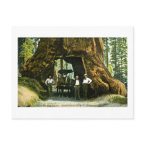 Big Tree Wawona, Mariposa Grove, CA Vintage Postcard