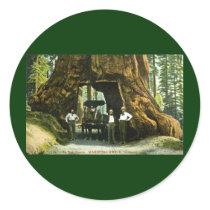 Big Tree Wawona, Mariposa Grove, CA Vintage Sticker