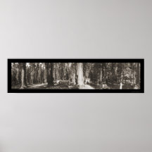 Big Tree Yosemite CA Photo 1911 Poster
