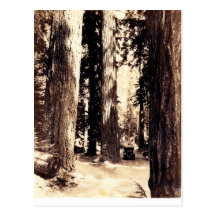 Big Trees - Postcard