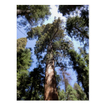 Big Trees Sequoia National Park Postcard