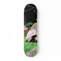 Big Turtle Skate Boards