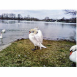 Big White Swan Stretching Wings Cut Outs
