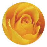 Big Yellow Rose Round Sticker