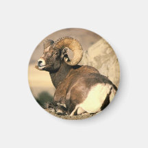 Bighorn Ram Magnets