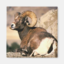 Bighorn Ram Refrigerator Magnet