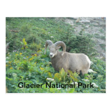 Bighorn Sheep At Glacier Natl Park Postcard