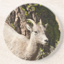 Bighorn Sheep Beverage Coasters