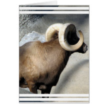 Bighorn Sheep Card