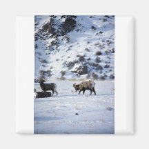 Bighorn sheep (Mating behaviour) Fridge Magnets