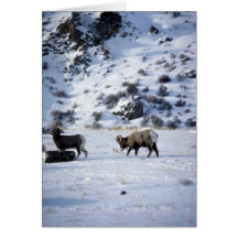 Bighorn sheep (Mating behaviour) Greeting Cards