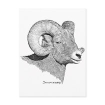 Bighorn Sheep Postcards