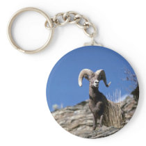 Bighorn sheep (Ram alert on face of mountain cliff Keychain