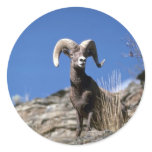 Bighorn sheep (Ram alert on face of mountain cliff Round Sticker