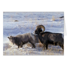 Bighorn sheep (Ram and Ewe show mating behaviour) Cards