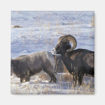 Bighorn sheep (Ram and Ewe show mating behaviour) Magnets