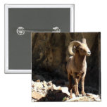 Bighorn Sheep Ram near rocks in Colorado. Pin