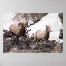 Bighorn Sheeps Poster