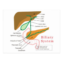 Biliary System Diagram Chart Bile Duct Postcards