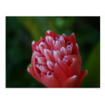 Billbergia Bromeliad Postcard
