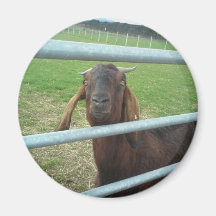 Billy Goat Magnet