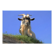 Billy Goat Photo