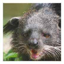 Binturong Invitations