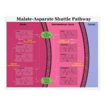 Biochemical Malate Aspartate Shuttle Diagram