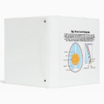 Biological Diagram of the Anatomy of an Egg Binders
