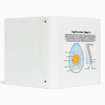 Biological Diagram of the Anatomy of an Egg Binders