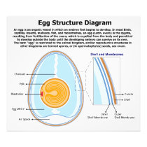 Biological Diagram of the Anatomy of an Egg Photo Print