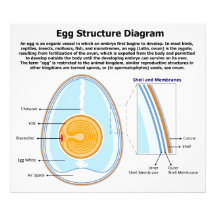 Biological Diagram of the Anatomy of an Egg Photo Print