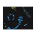 bioluminescent critters postcards