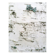 Birch bark postcards
