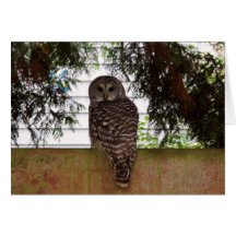 Birch Bay Owl Greeting Cards