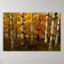 Birch Forest Poster
